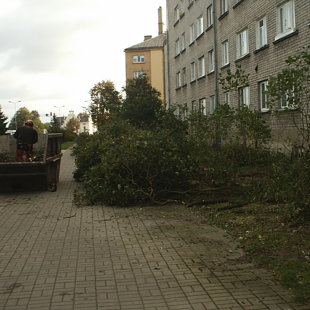 Tika izzāģēti vecie ceriņi atstājot jaunus dzinumus.