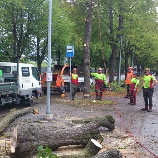 Tallina, Veerenni ielas sauso liepu nozāģēšana