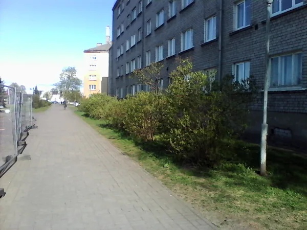 Tie paši ceriņi 2014 gadā.