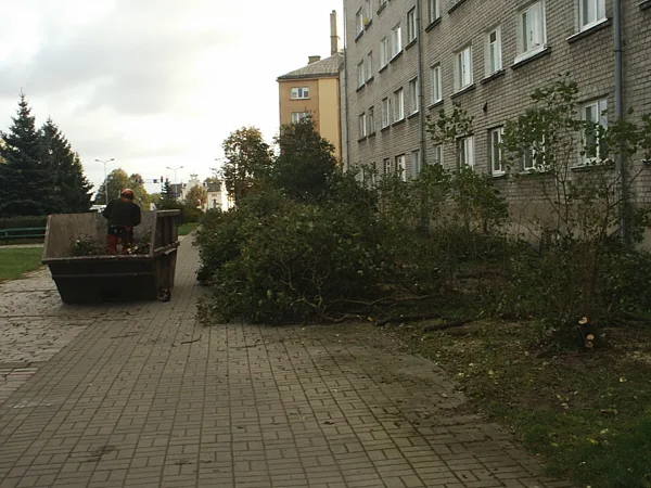 Tika izzāģēti vecie ceriņi atstājot jaunus dzinumus.